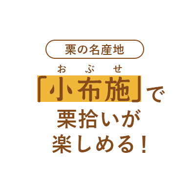 栗の名産地「小布施」で栗拾いが楽しめる！